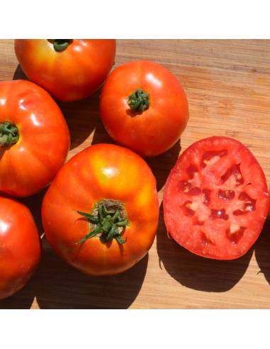 Semillas Ecológicas Tomate Antigo 4033