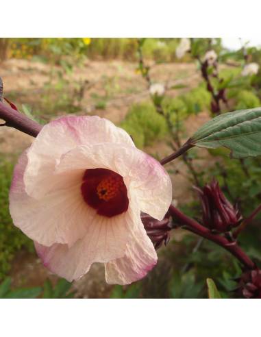 Semillas Ecológicas Rosa De Jamaica (Hibisco)