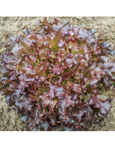 Semillas Ecológicas Lechuga "Red Salad Bowl"