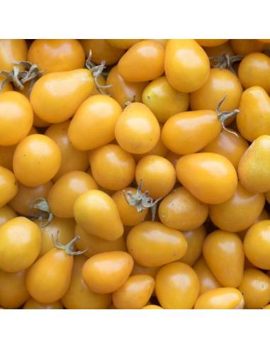 Tomato Yellow Submarine organic seeds