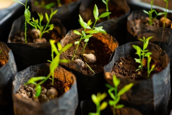 ¿Cómo proteger las semillas recién germinadas?