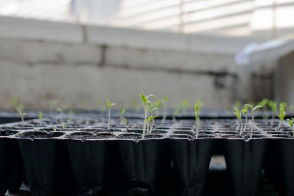 ¿Por qué usar semilleros en lugar de sembrar directamente?