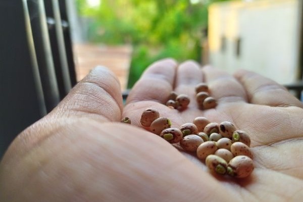¿Cómo puedo conservar mis semillas?