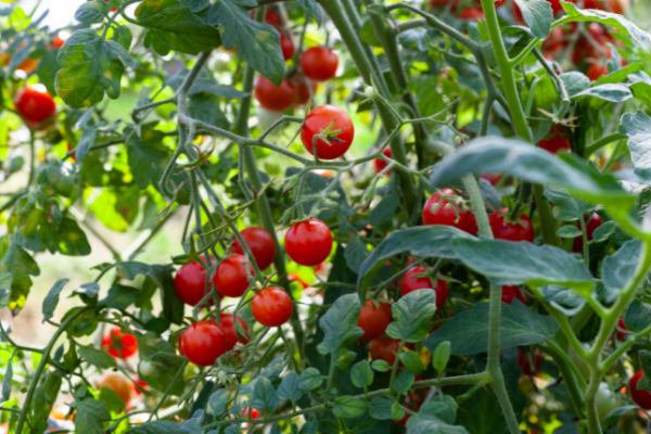 Guía para cultivar tomates desde la semilla