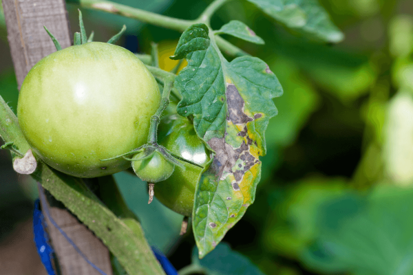 Cómo identificar, controlar y prevenir el tizón en sus tomates